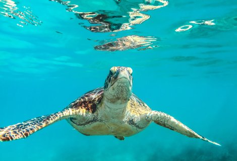 Sea Turtle Farm  - Sri Lanka