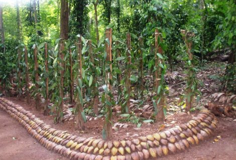 Herbal and Spice garden 