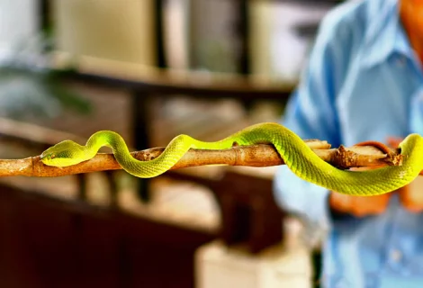  Snake Farm - Sri Lanka