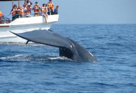  Whales Watching - Sri Lanka