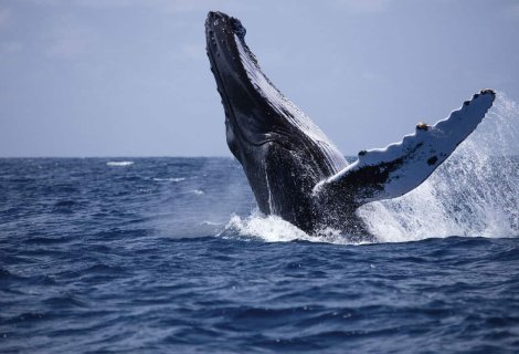  Whales Watching - Sri Lanka