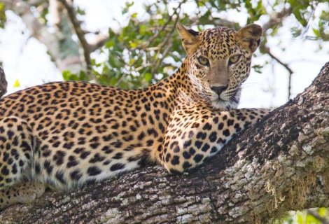  Wildlife Safari - Sri Lanka