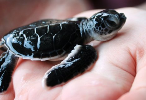 Sea Turtle Farm  - Sri Lanka