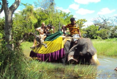 Elephant Back Safari  - in sri lanka