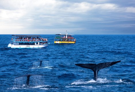  Whales Watching - Sri Lanka