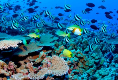 Diving - Sri Lanka