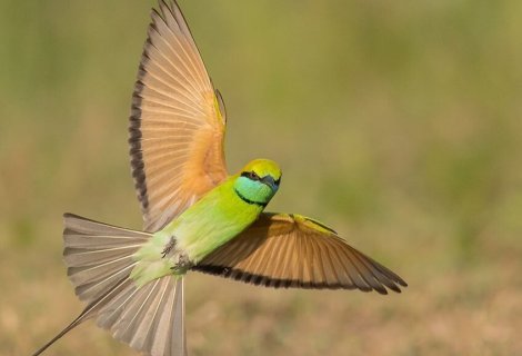 Bird watching - in sri lanka