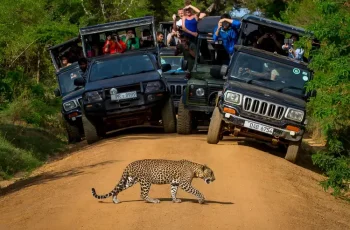 Beach and Safari Tour  