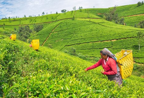 Nuwara Eliya