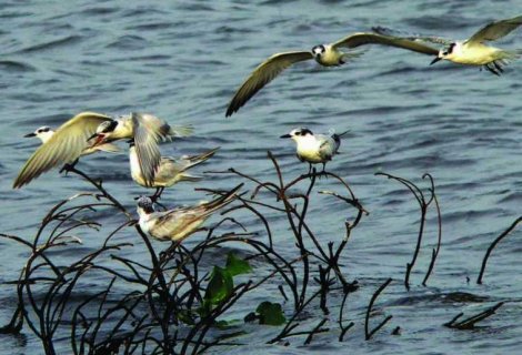 Habarana - Srilanaka tour