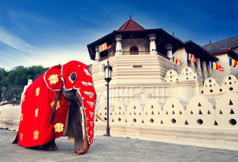 Kandy - blumentravels