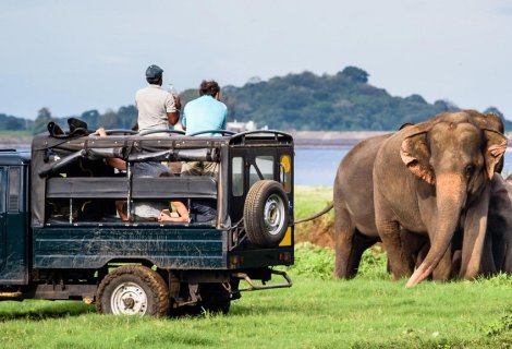 Jeep - safari