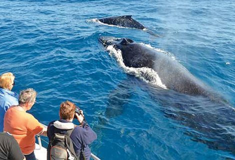 Mirissa-whale-watching