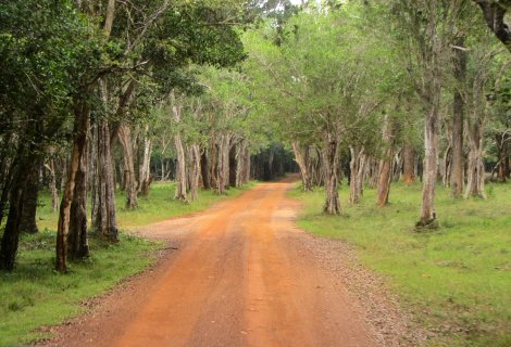  Wilpattu - blumentravels