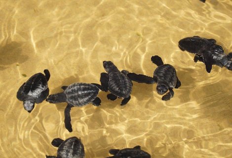 Turtle hatchery