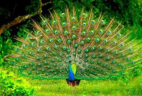 peacock