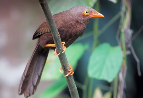  Babbler