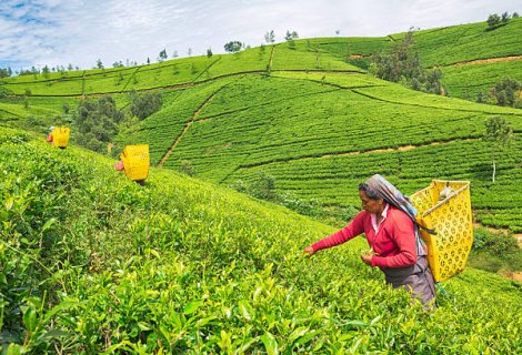 nuwara eliya - blumentravels