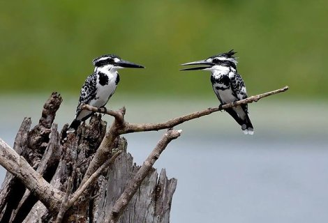 Habarana birds