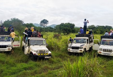 Habarana - safari