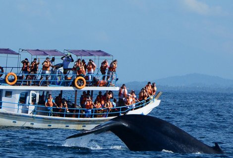 Mirissa-whale-watching