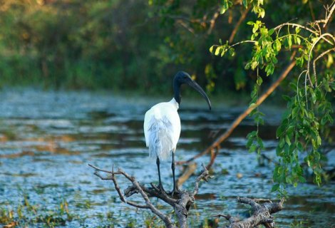 Bundala NAtional park