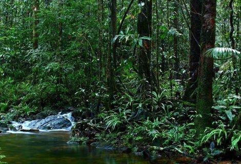 Sinharaja Rain forest